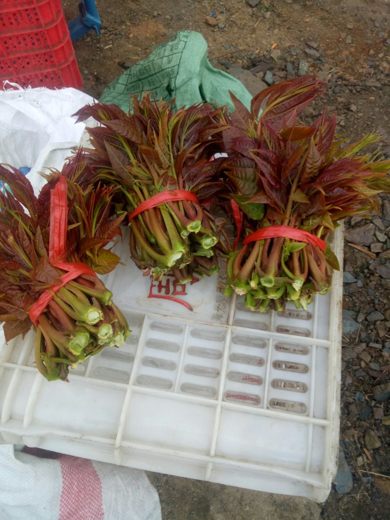 香椿芽批发