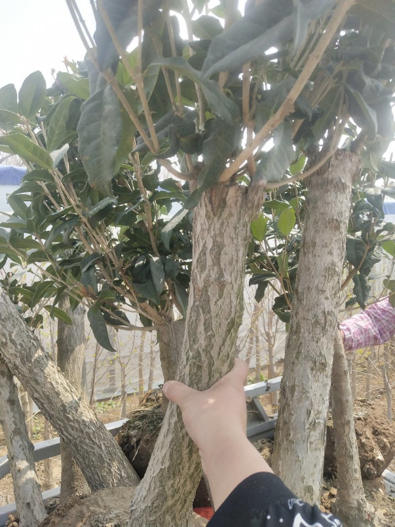 桂花