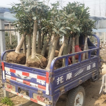 桂花