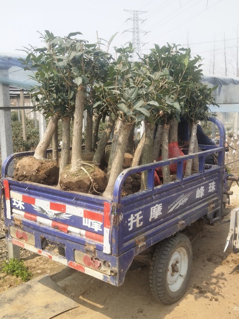 桂花