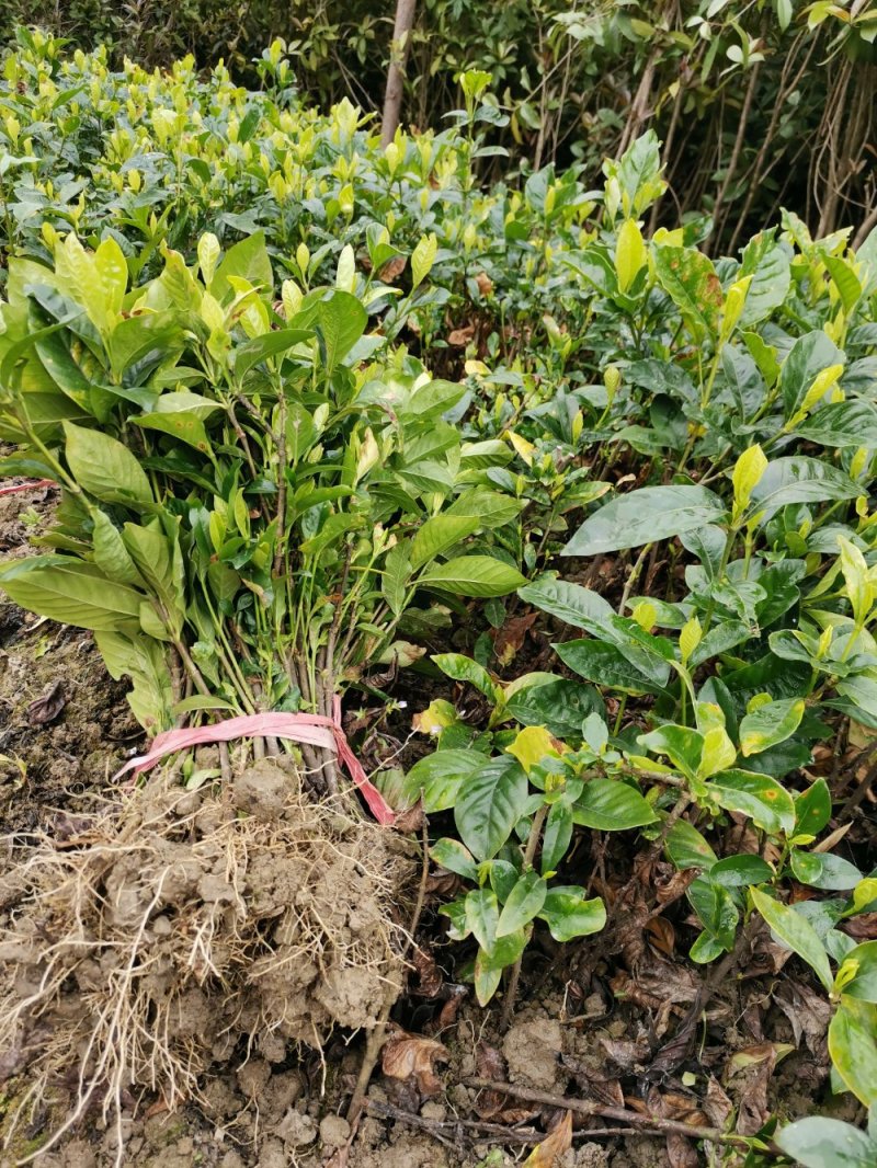 栀子花苗栽地栽庭院小区工程园林绿化