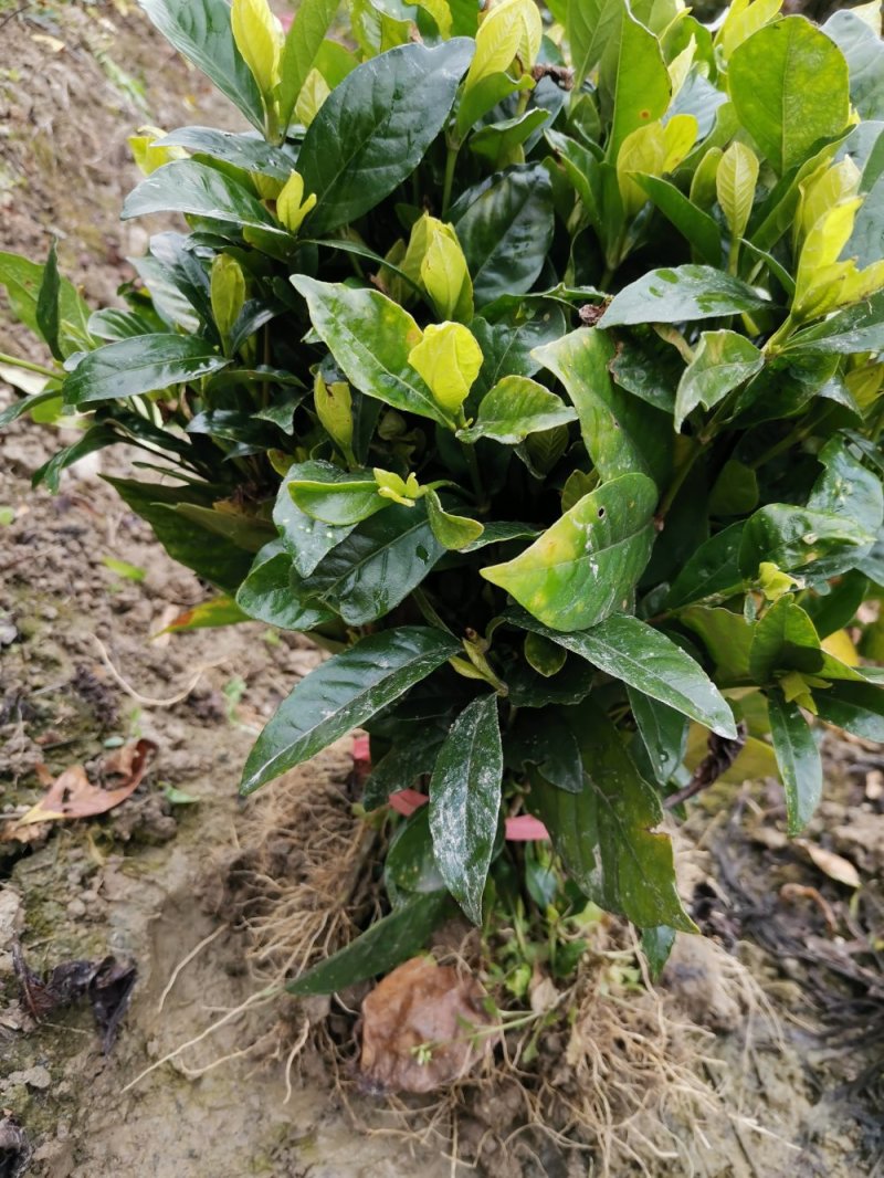 栀子花苗栽地栽庭院小区工程园林绿化