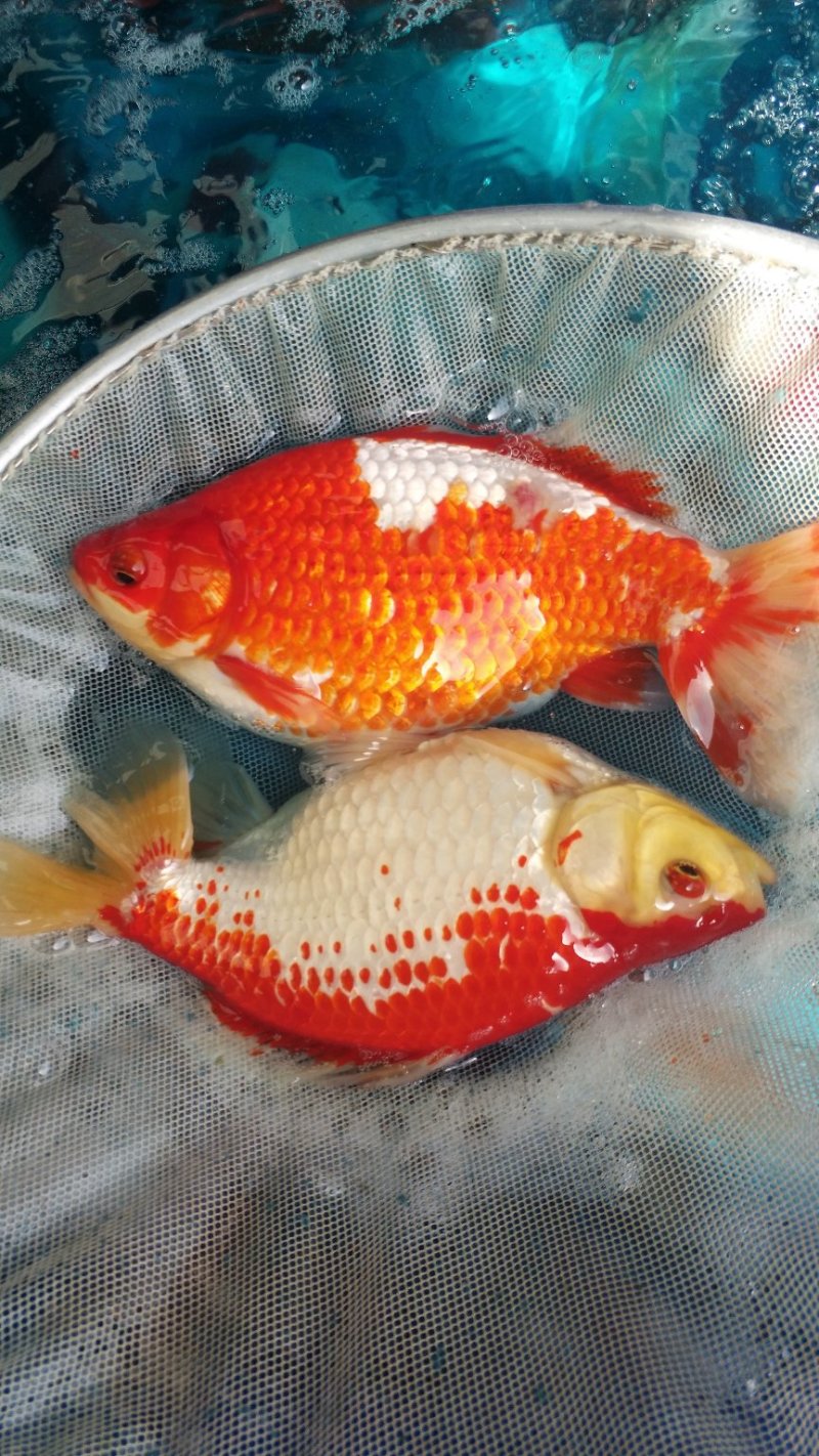花洲锦鲤，渔场直销，红白大正，秋翠孔雀，银鳞火鲤，银鳞
