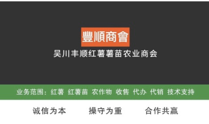 烟薯25苗