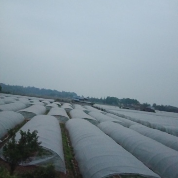 供应优质大棚西瓜，多种优质品种，欢迎选购，有意者电联谢谢
