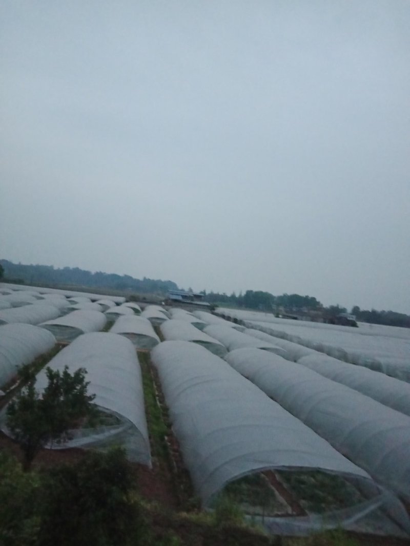 供应优质大棚西瓜，多种优质品种，欢迎选购，有意者电联谢谢