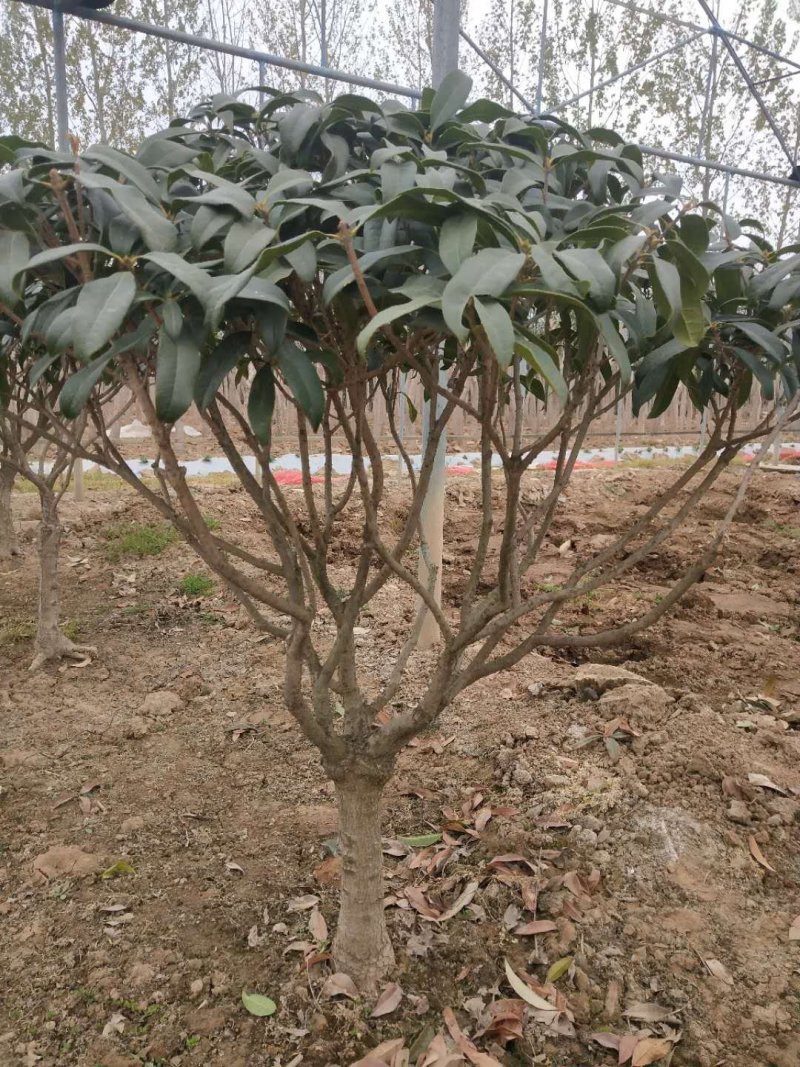 朱砂桂花
