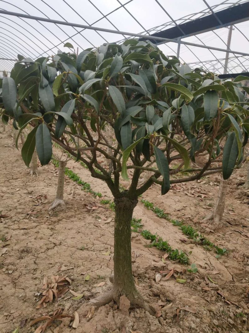 朱砂桂花