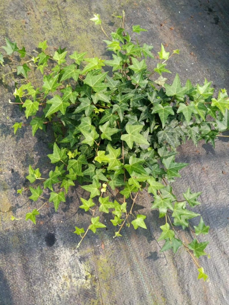 精品165吊兰杯常春藤