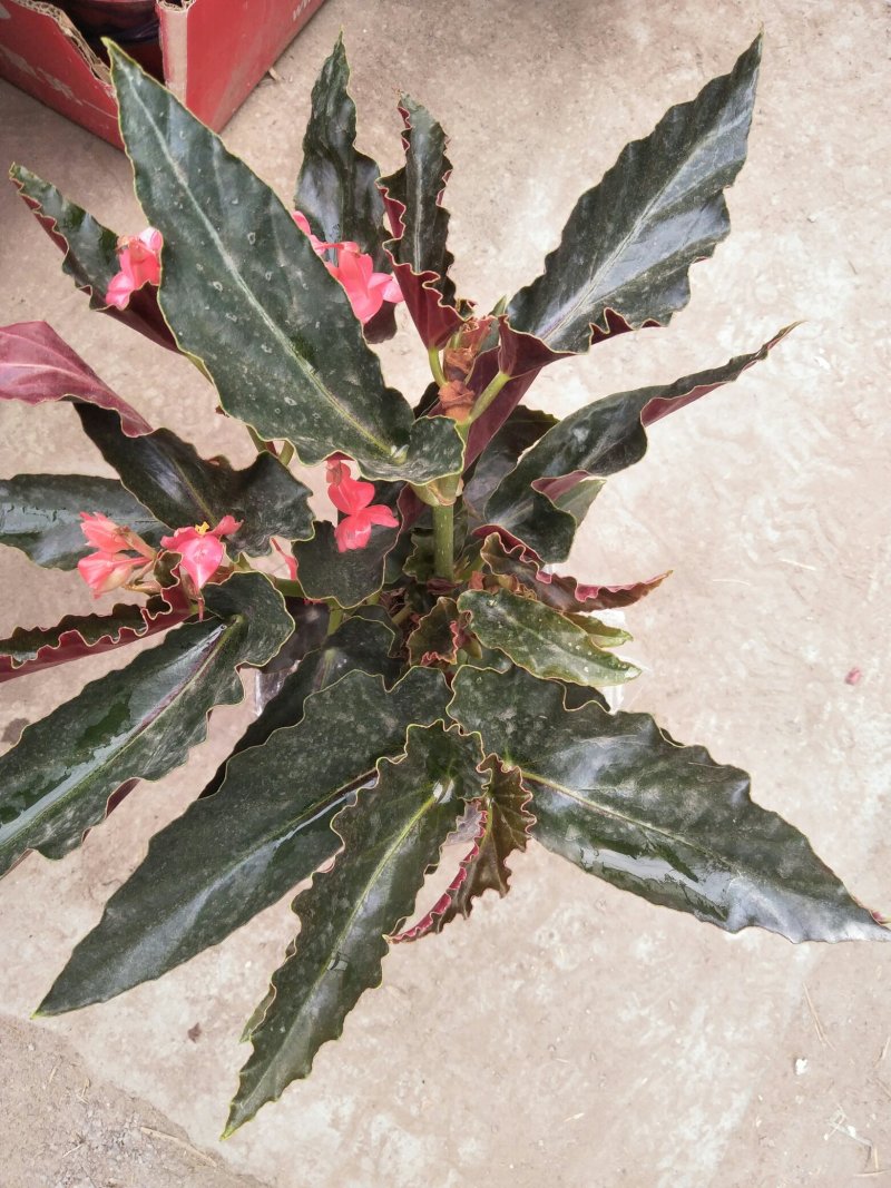 荷兰菊