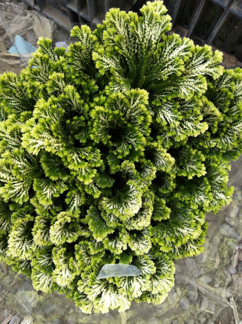 荷兰菊