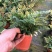 荷兰菊