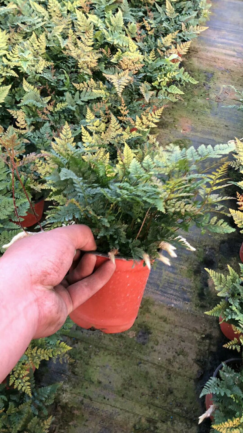 荷兰菊