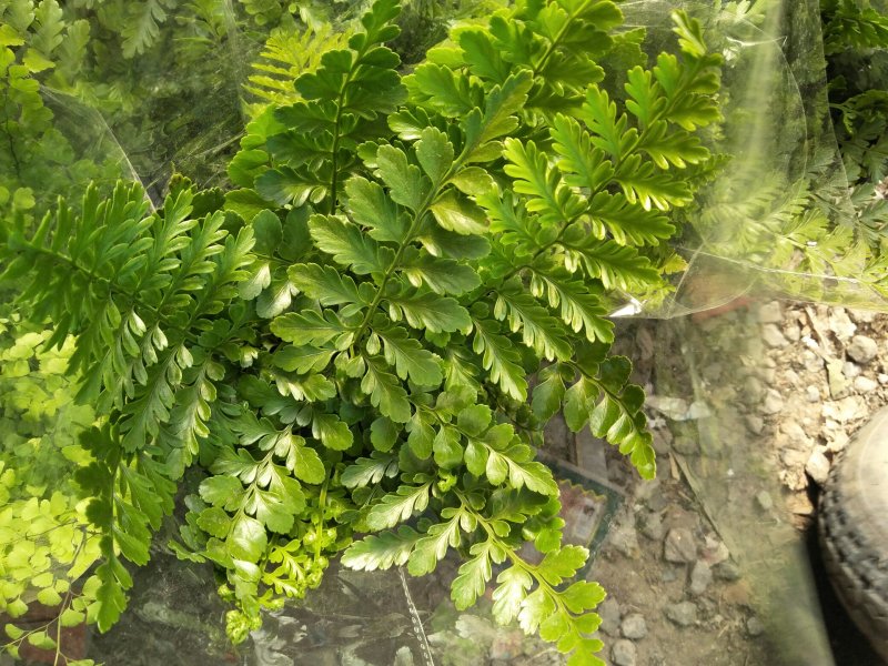 荷兰菊