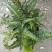 荷兰菊