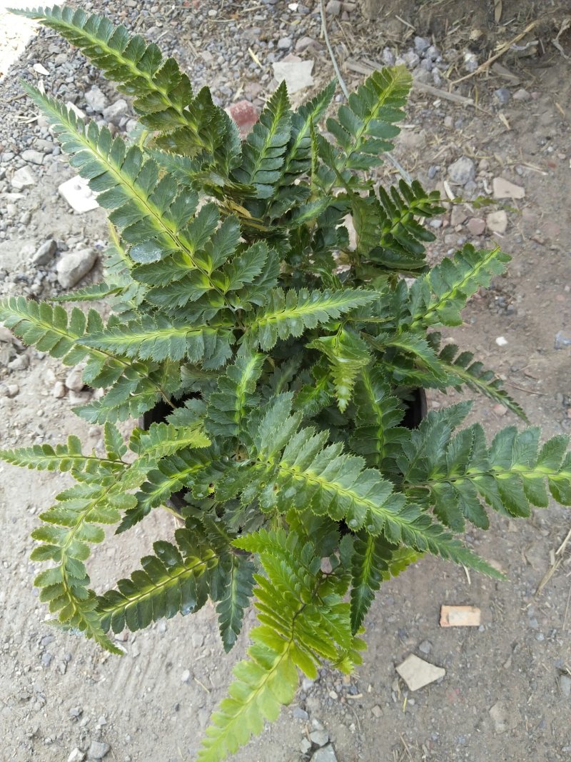 荷兰菊