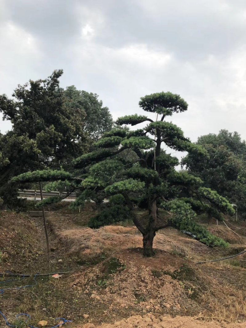 10-20公分造型罗汉松低价出售天诚苗圃