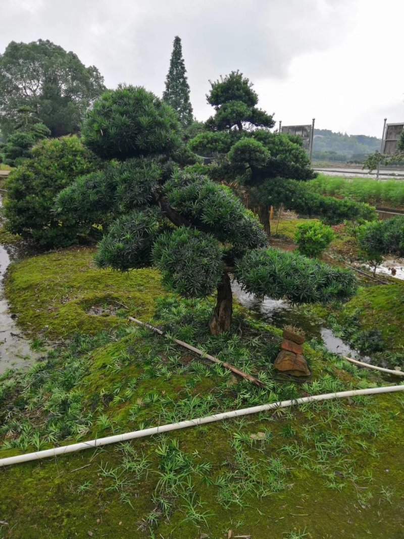 10-20公分造型罗汉松低价出售天诚苗圃