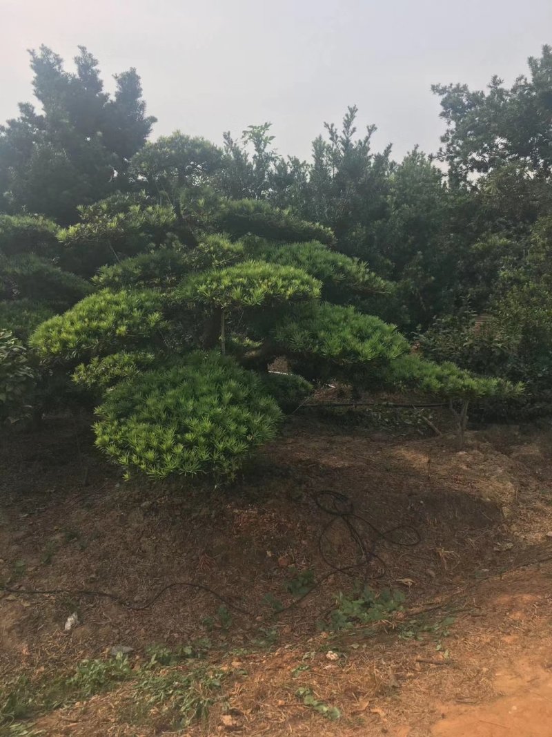 10-20公分造型罗汉松低价出售天诚苗圃