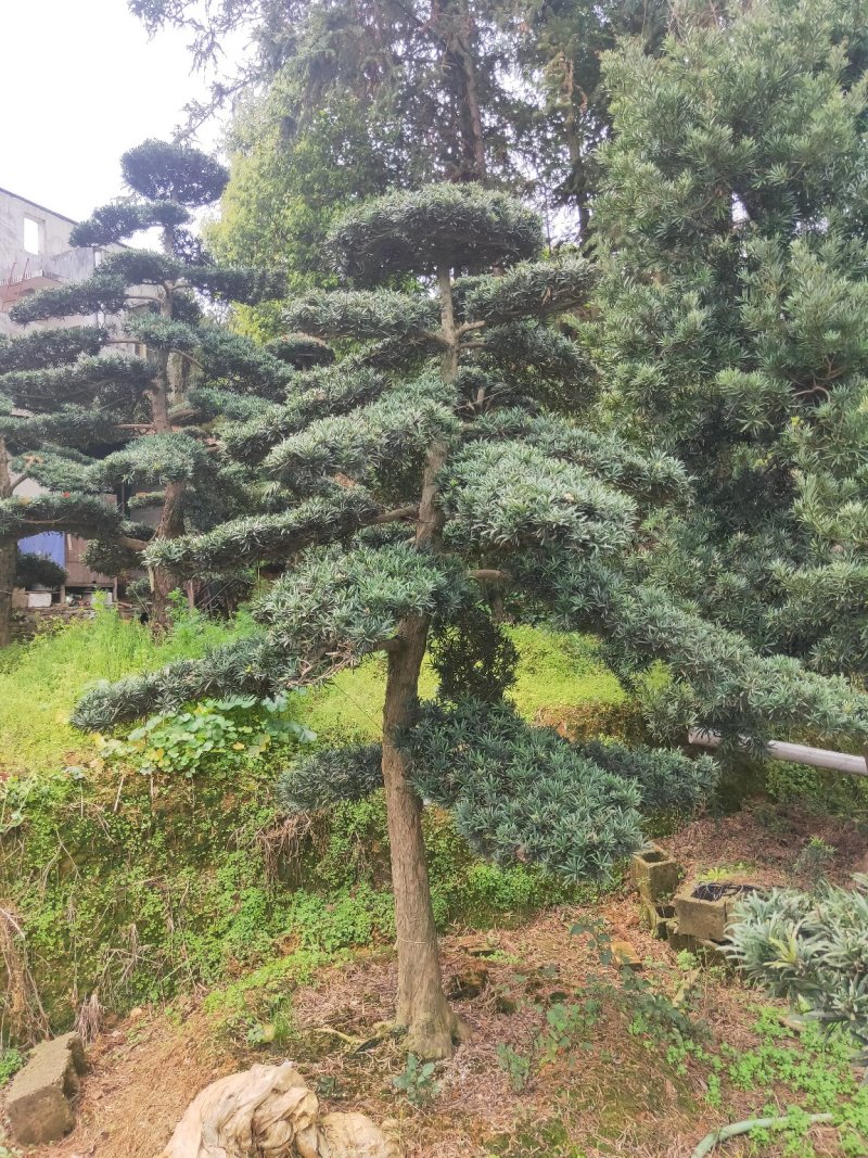 10-20公分造型罗汉松低价出售天诚苗圃