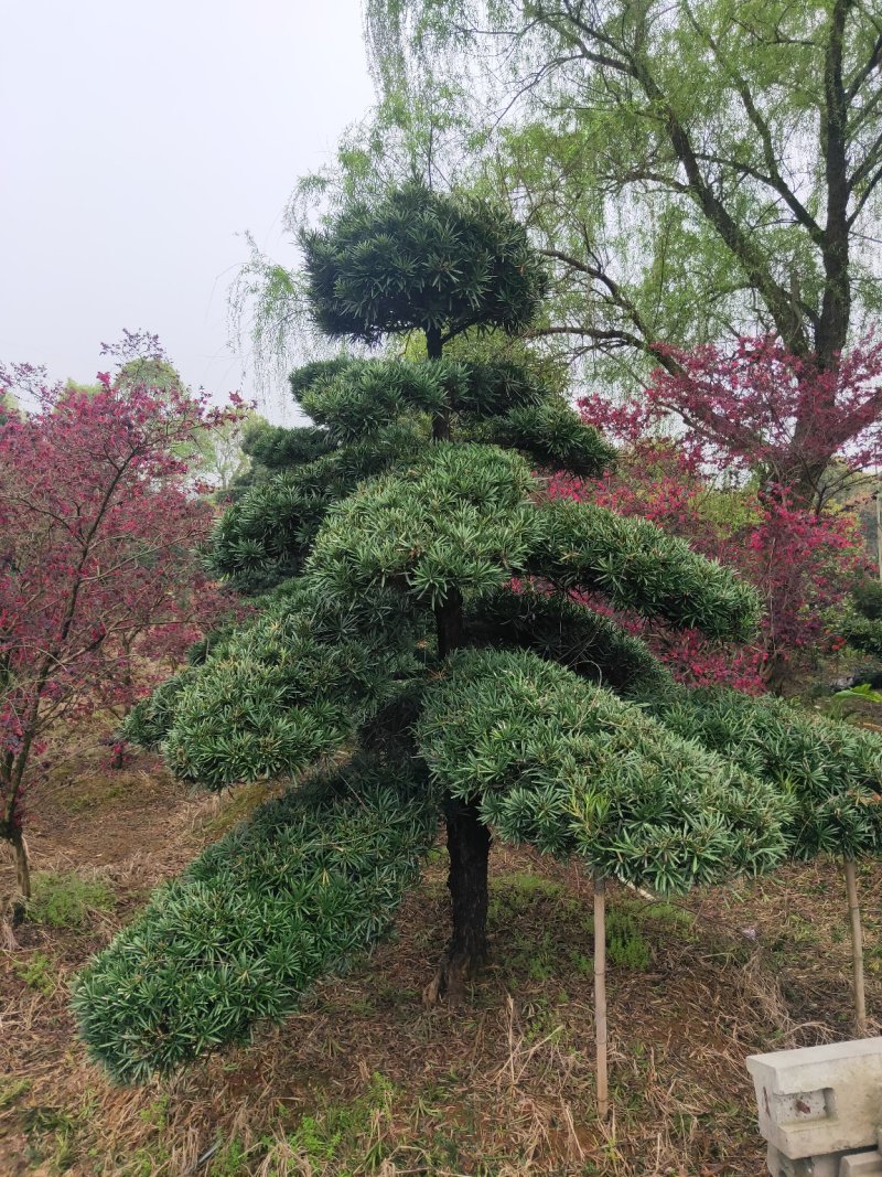 10-20公分造型罗汉松低价出售天诚苗圃