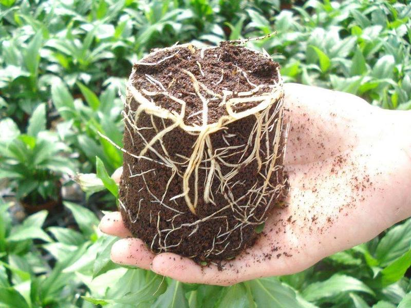 育苗基质草炭土培育基质营养土水稻育苗50L做良心肥料