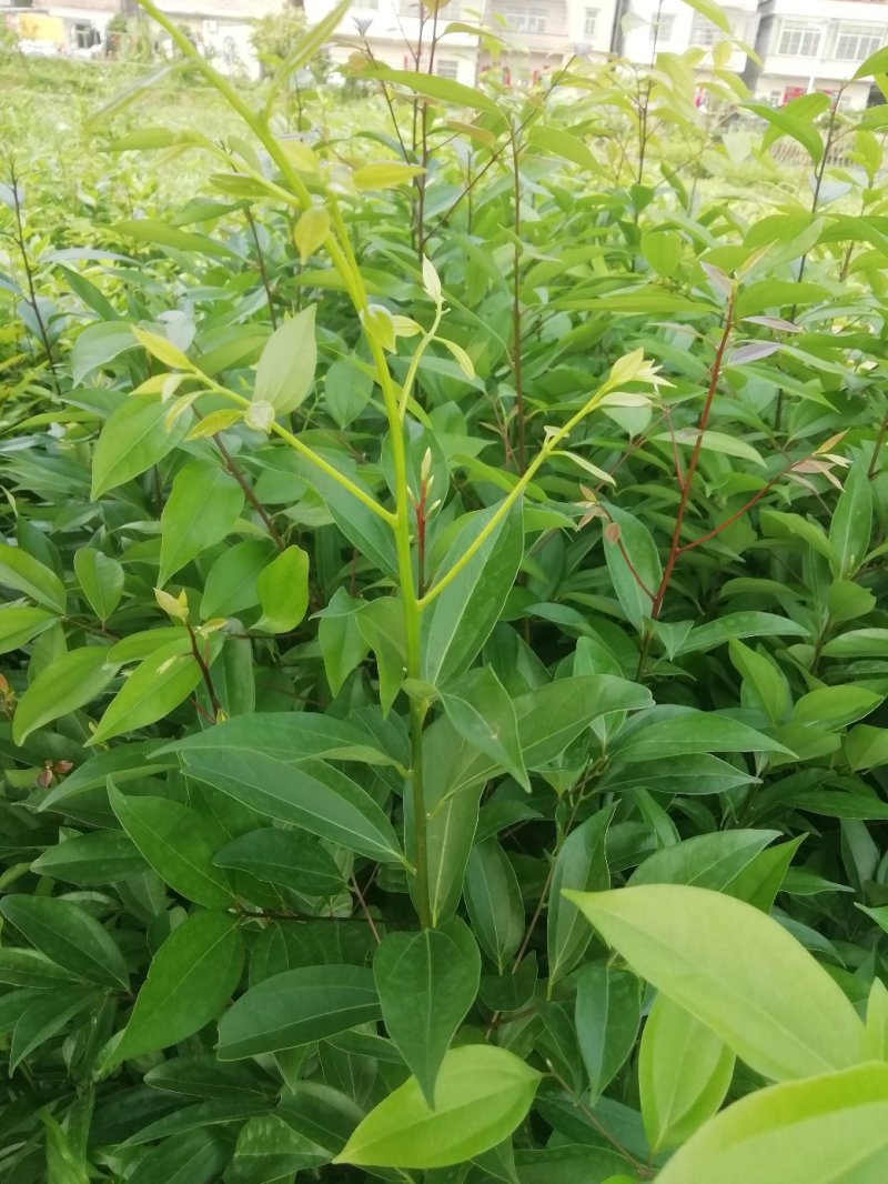 阴香，天竺桂，营养小袋苗，支持现场看货基地直销