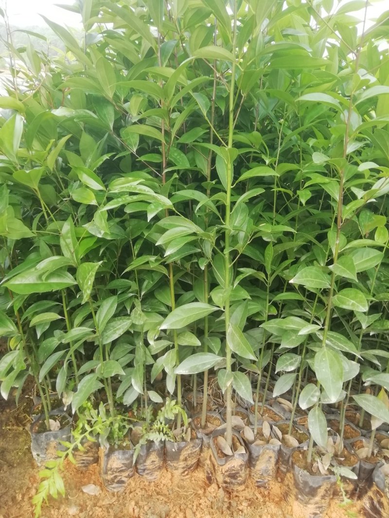 阴香，天竺桂，营养小袋苗，支持现场看货基地直销