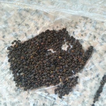 黄芪种子，磨皮，无杂质，过风车。