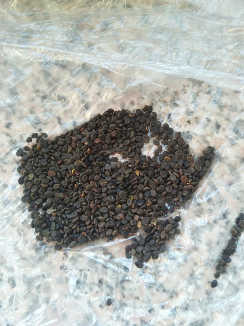 黄芪种子，磨皮，无杂质，过风车。