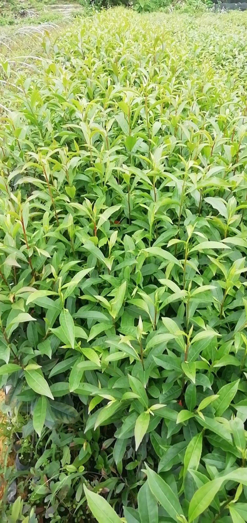 山杜英，营养小袋苗50至80高
