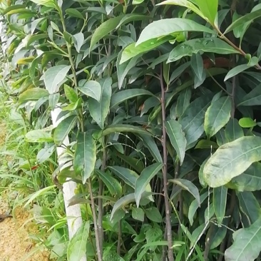山杜英，营养小袋苗50至80高