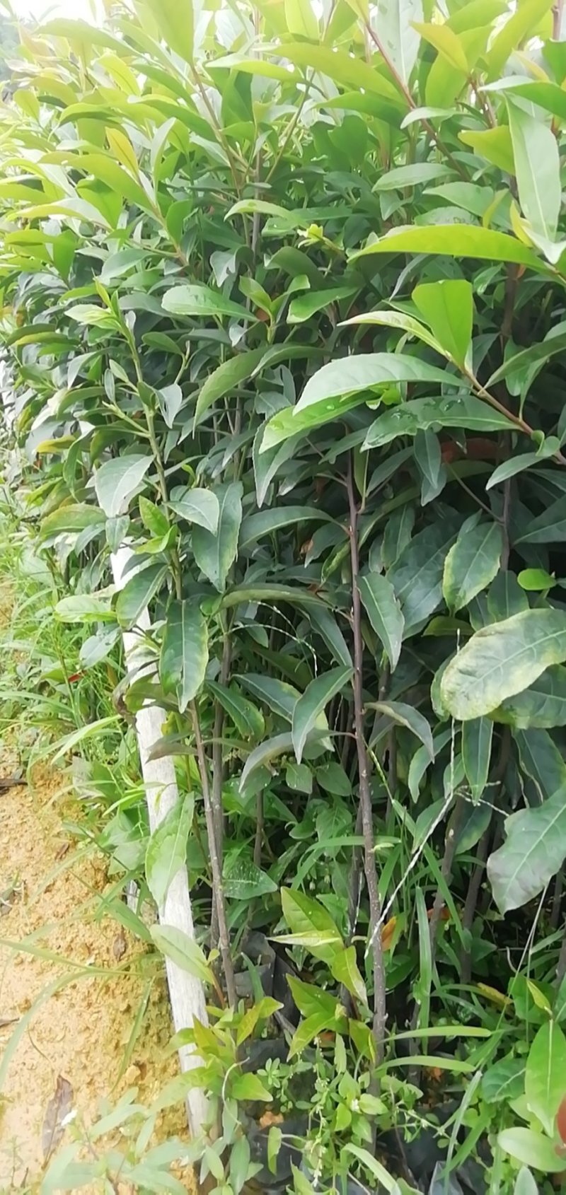 山杜英，营养小袋苗50至80高
