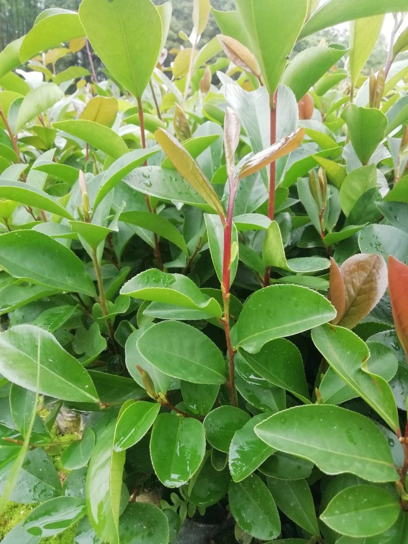 油茶杯苗，大果油茶苗，基地直供批发，油茶营养小杯苗