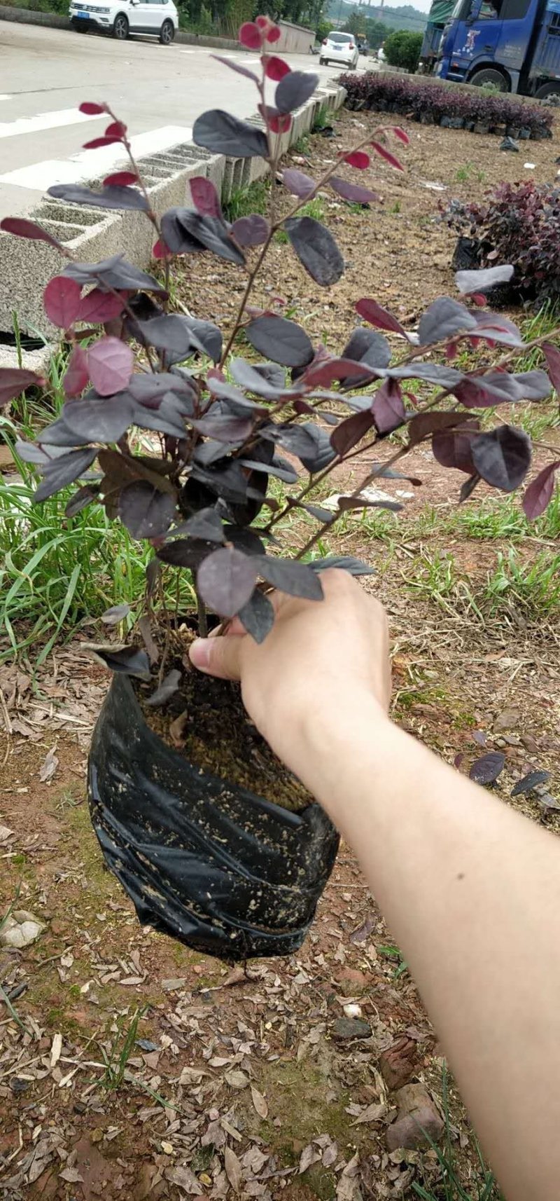 大量供应色块红花檵木地被色块苗天诚苗圃