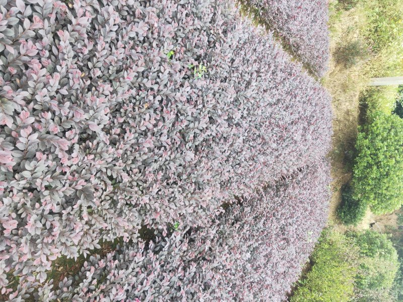 大量供应色块红花檵木地被色块苗天诚苗圃
