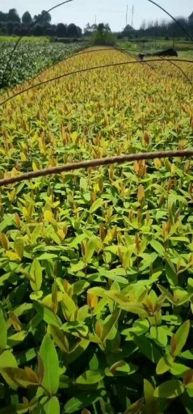 批发零售色块小苗金丝桃地被色块苗天诚苗圃