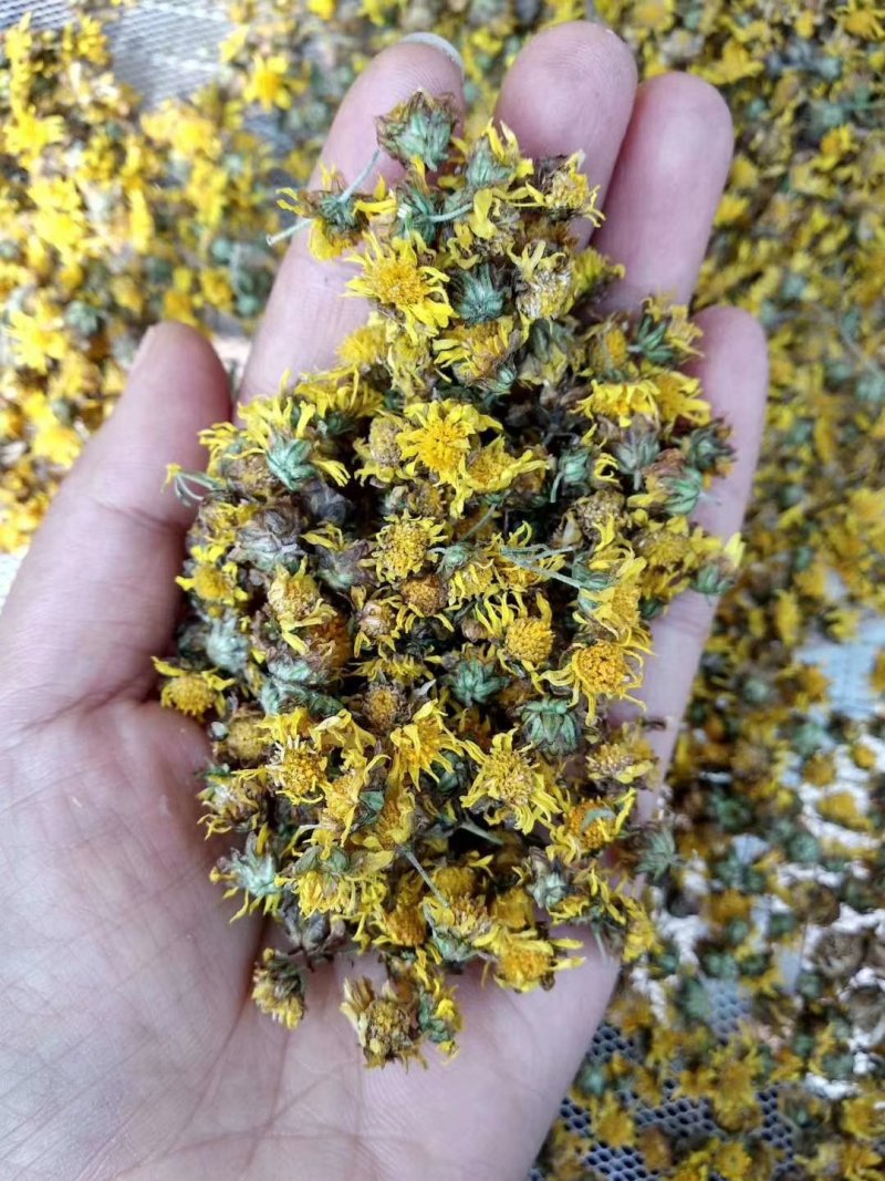 野菊花新货出来了湖北野菊花产地，自己加工，保证质量新鲜