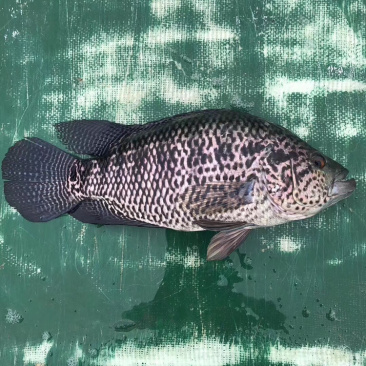 淡水石斑鱼