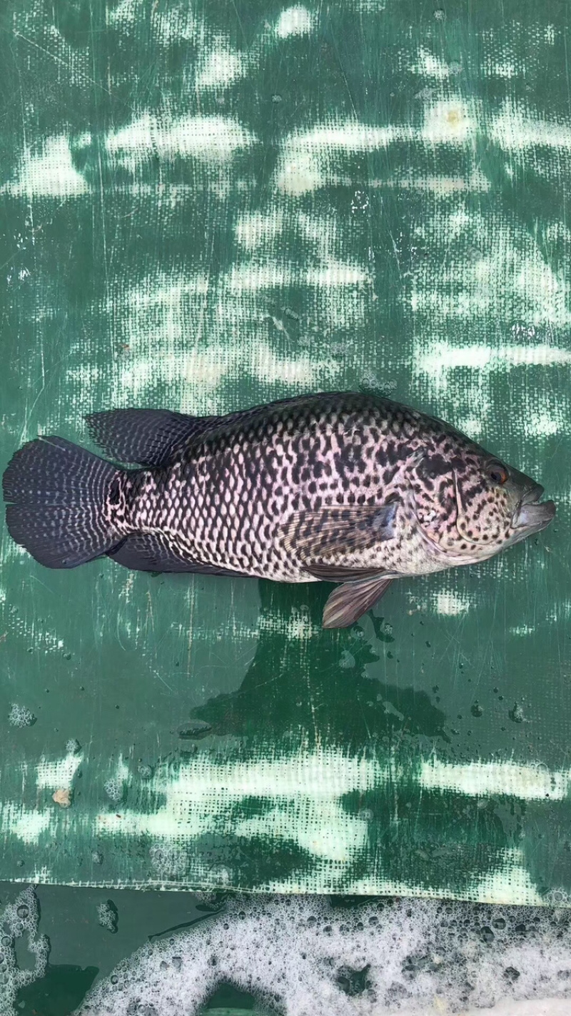 淡水石斑鱼