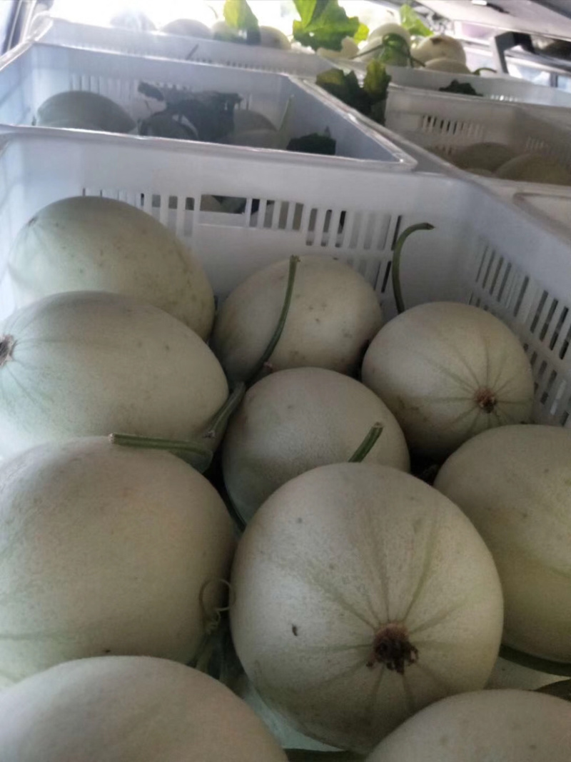 南汇玉菇