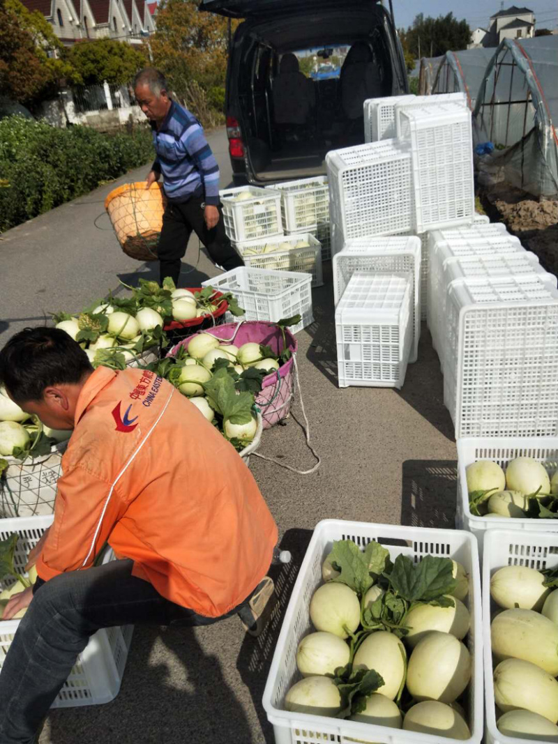 南汇玉菇