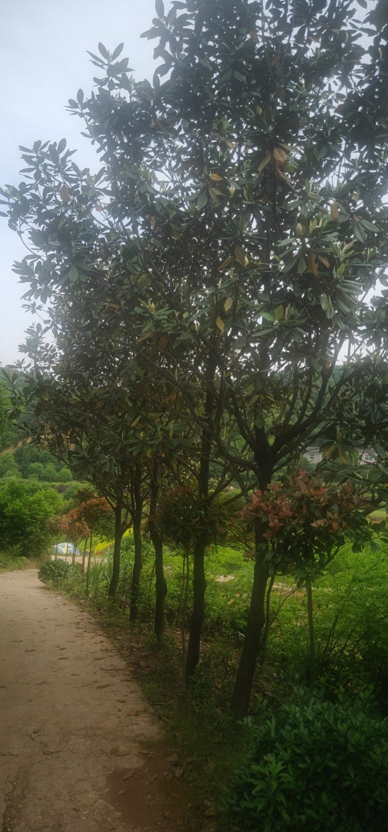 批发零售5-20公分广玉兰天诚苗圃