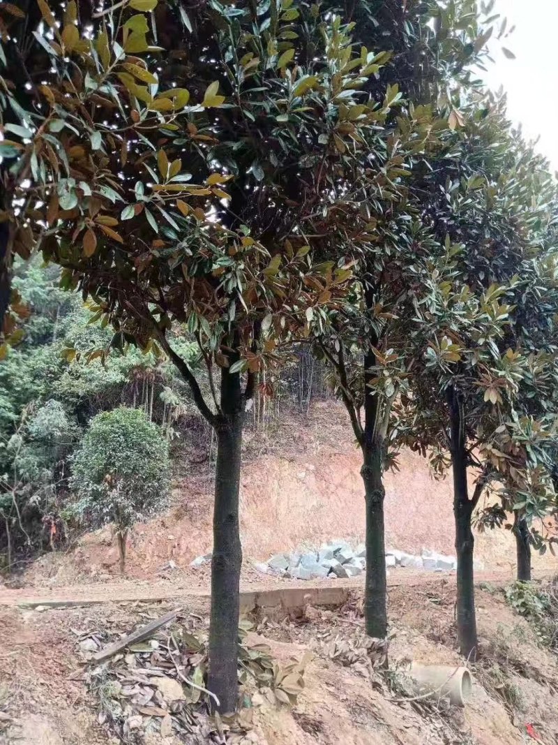 批发零售5-20公分广玉兰天诚苗圃