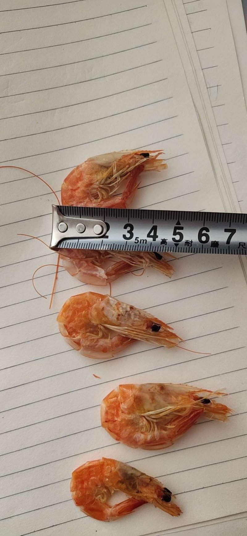 海水虾，活虾碳烤，皮肉分离，不咸，口感有劲道
