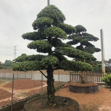造型罗汉松,矮桩异型罗汉松天诚苗圃