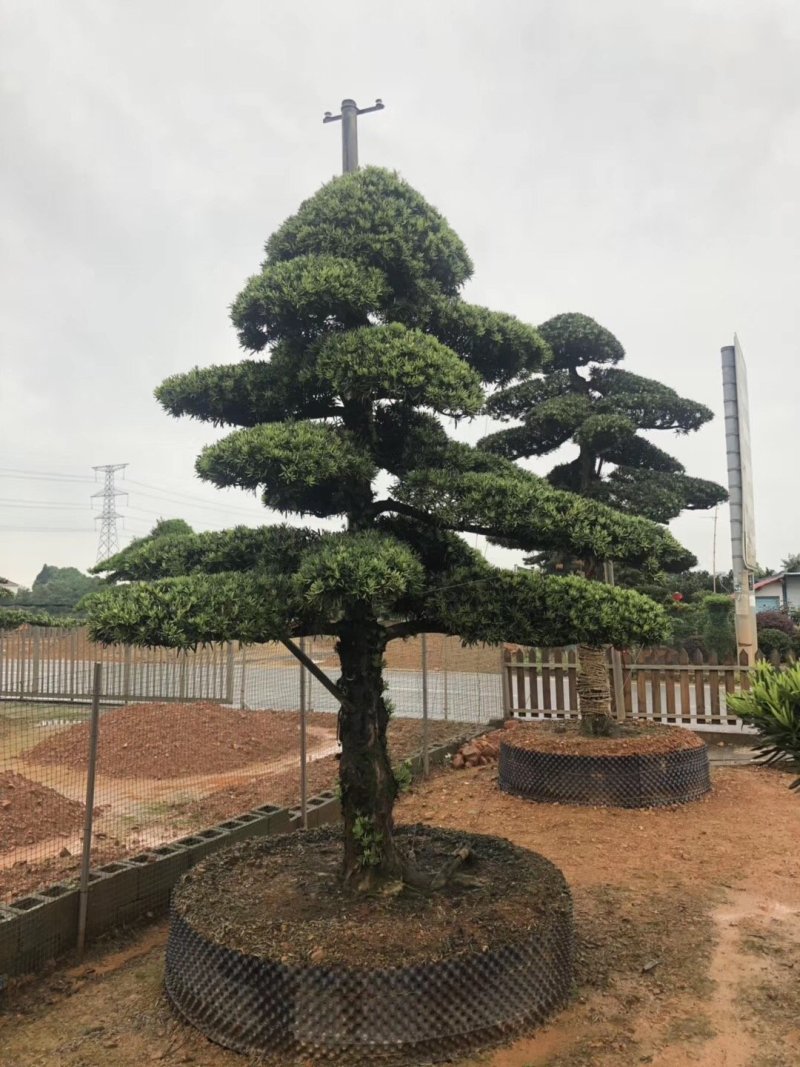 造型罗汉松，矮桩异型罗汉松天诚苗圃