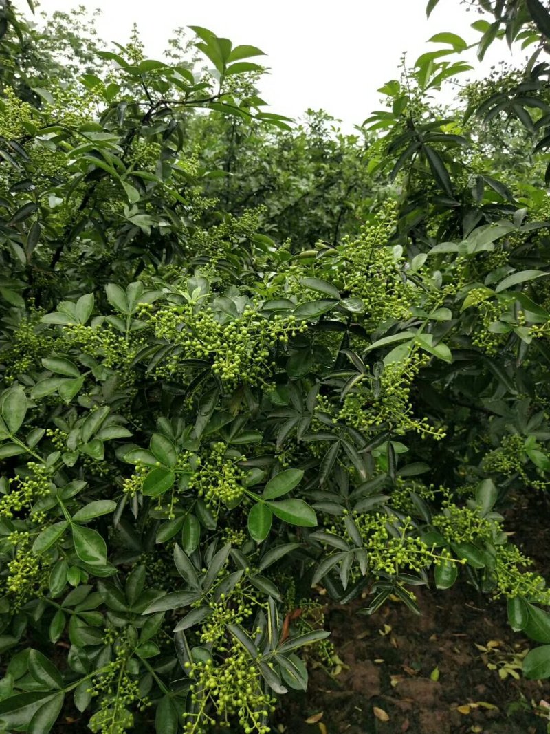 正宗江津九叶青花椒苗眉山藤椒苗天之椒营养杯苗裸根苗