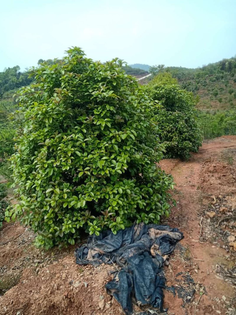 精品桂花树10-20公分桂花树八月桂，丹桂天诚苗圃