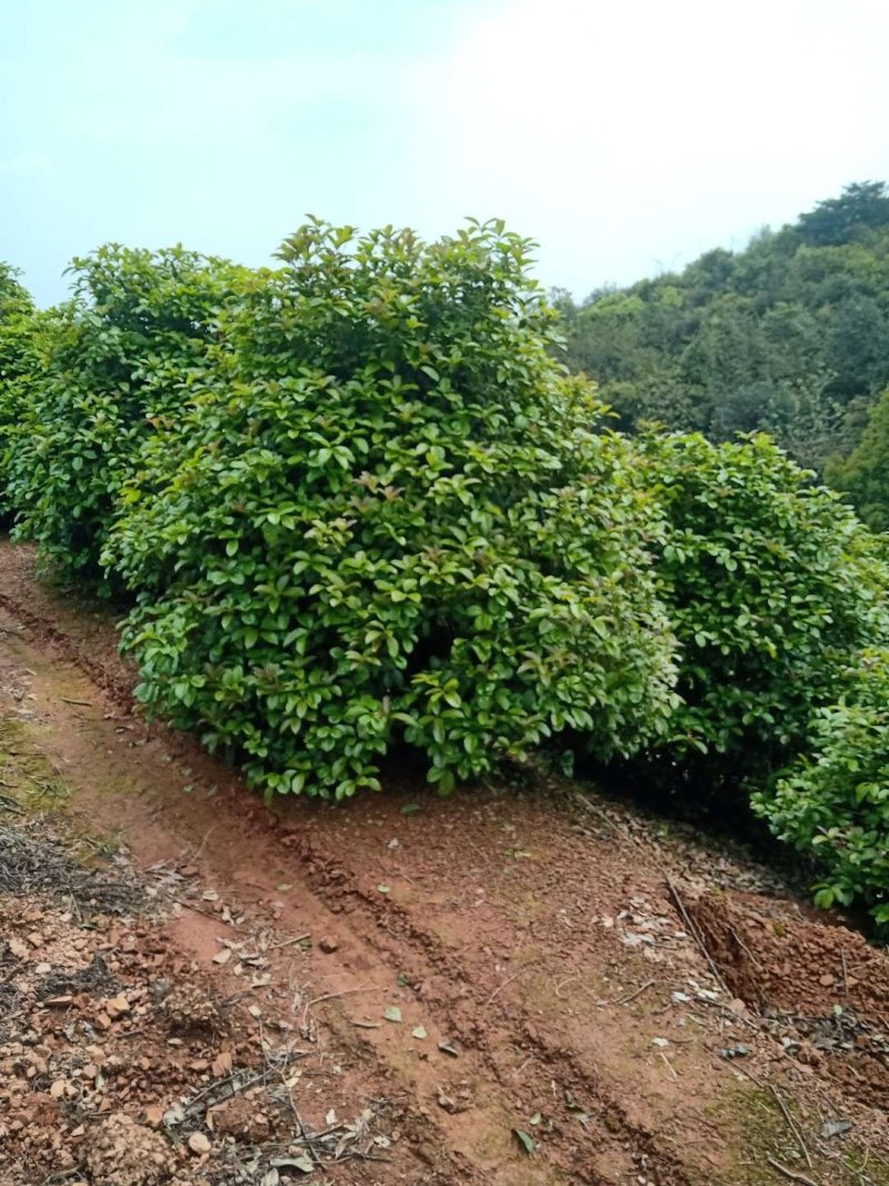精品桂花树10-20公分桂花树八月桂，丹桂天诚苗圃